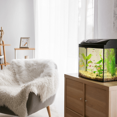 Transportando-peces-en-una-mudanza